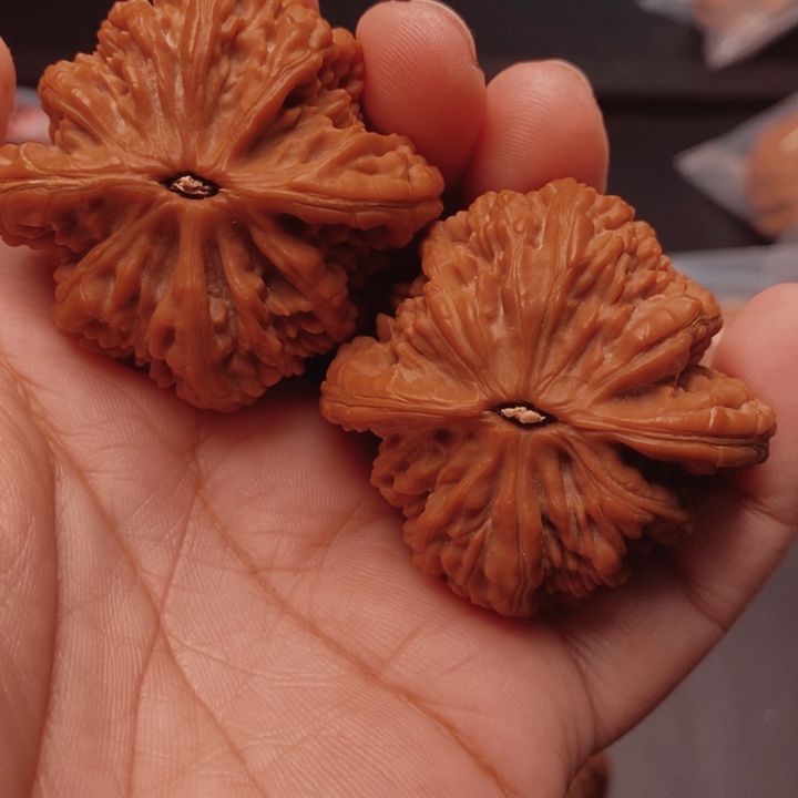 七***秒核桃虎头王45尺核桃