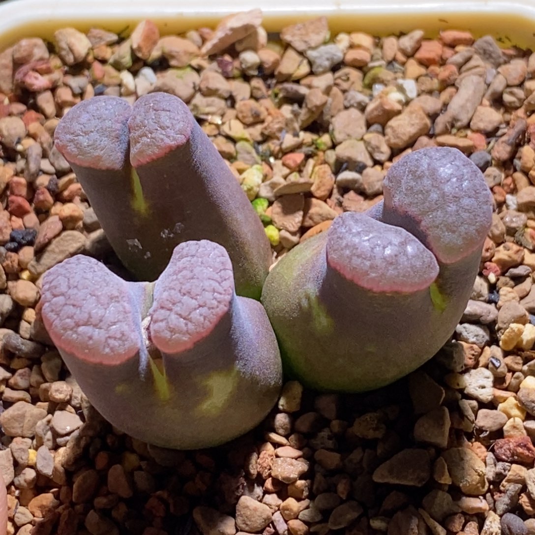 三头红磁铁好看好看