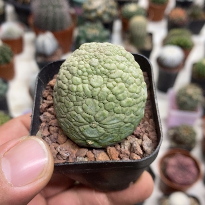 实生凝蹄玉特价福利
