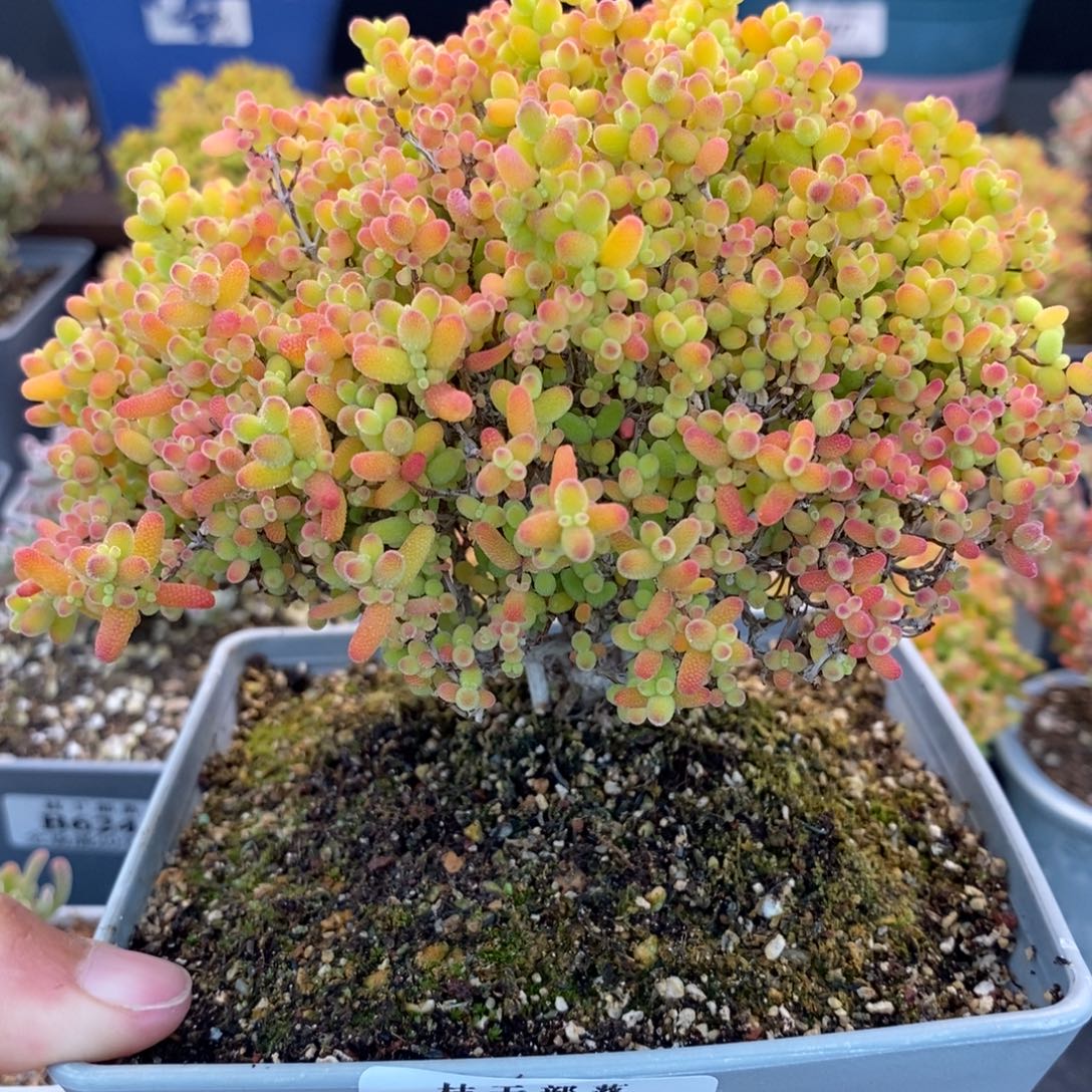 拉****735蜜橘糖球 。         