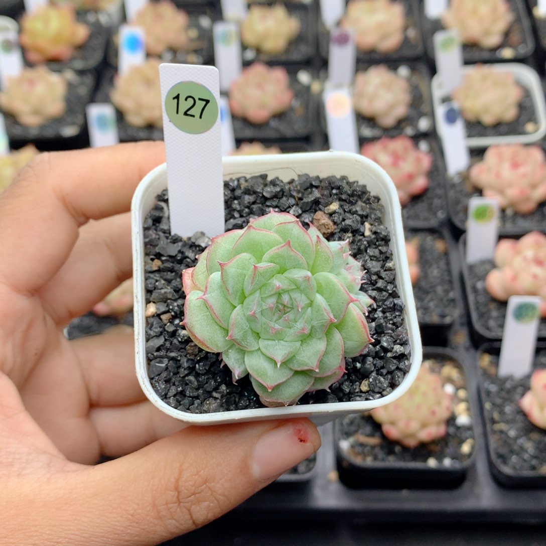 58包邮 群生不包整127