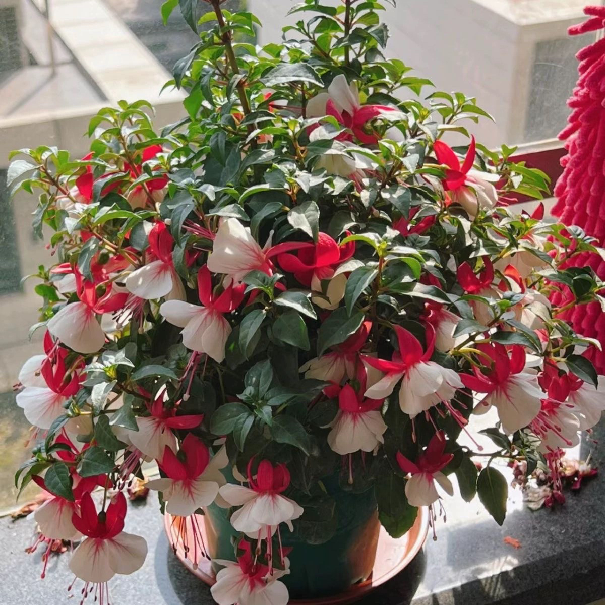 百叶裙倒挂金钟盆栽花苗多年生易爆盆室内阳台观花植物花卉