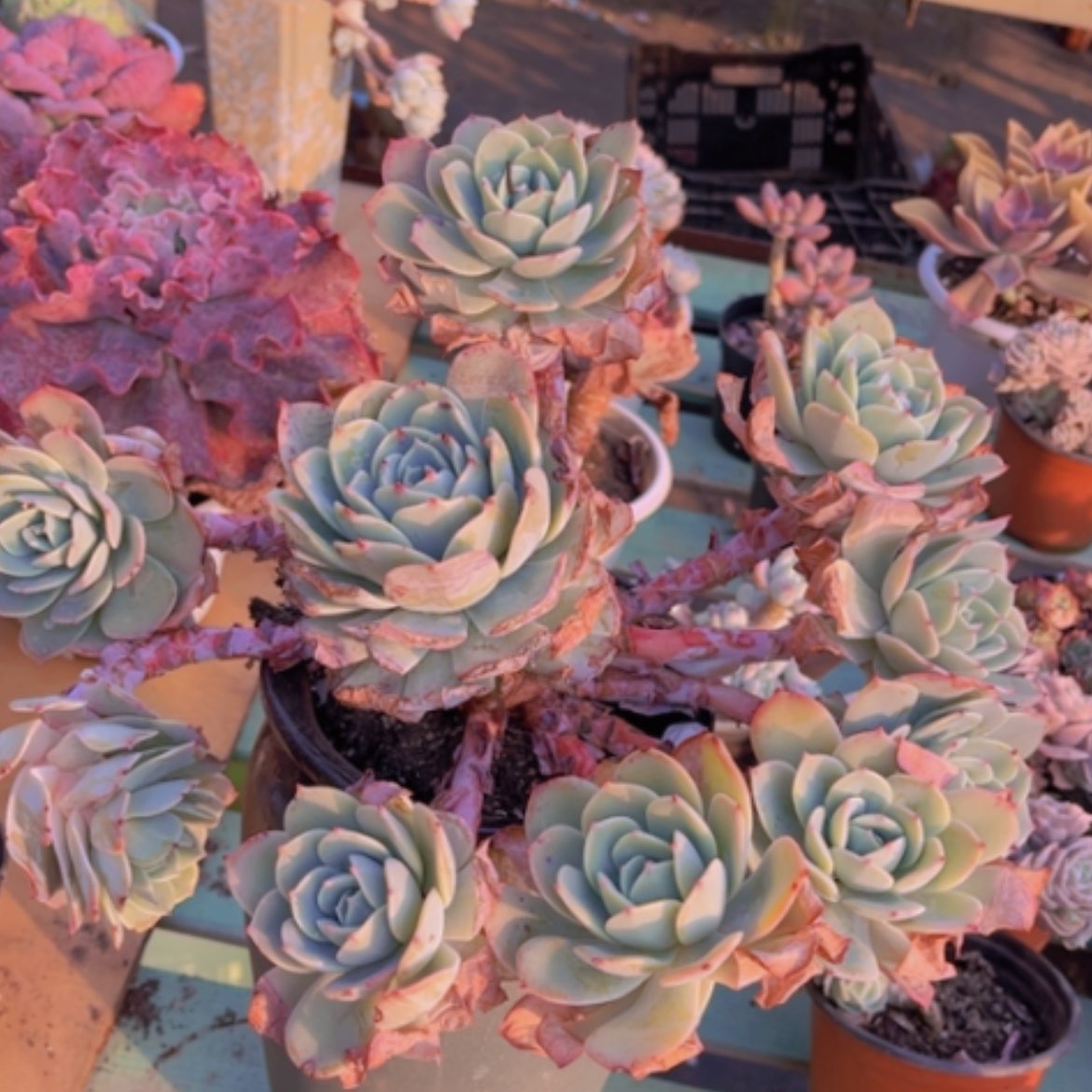 【闪购商品】白凤杂奶油黄桃13224