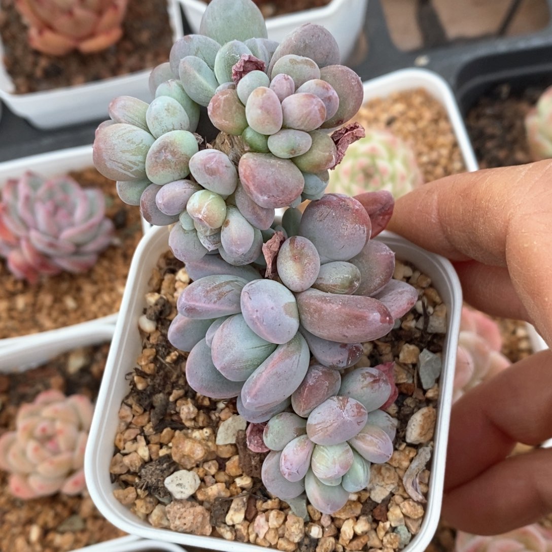 精品多肉一物一拍不包整34