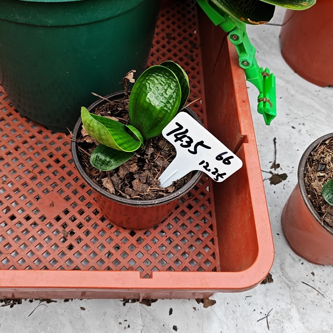 完全开放君子兰精品一年