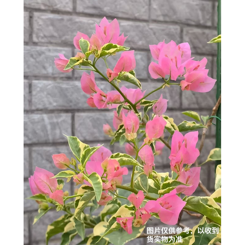 【蜡染粉粉马斯】【包售后一个月】【包对版】三角梅四季开花爬藤好养护