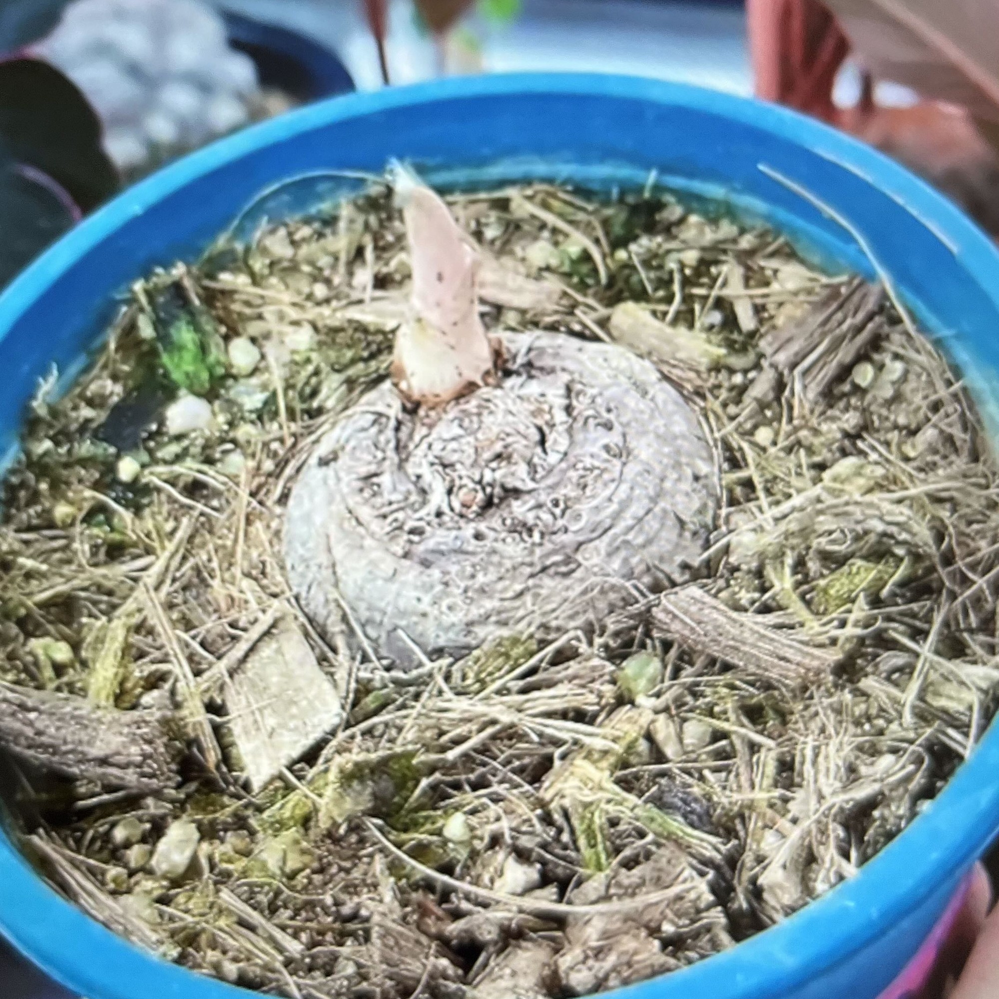百合 多肉 块根 一物一拍