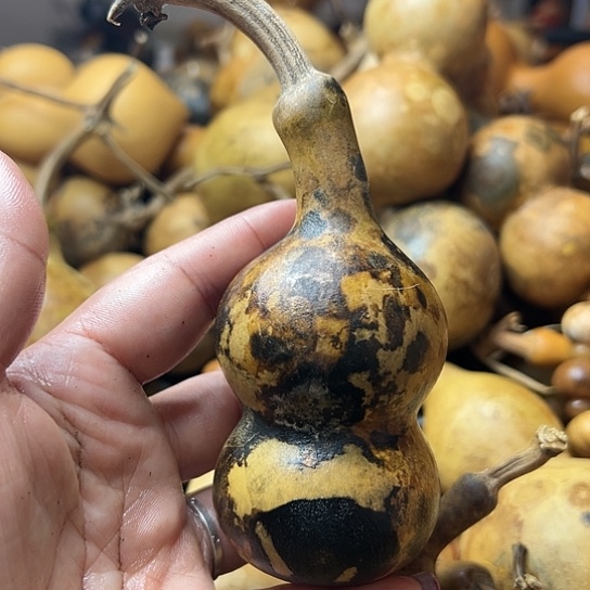 成*葫芦葫芦葫芦葫芦