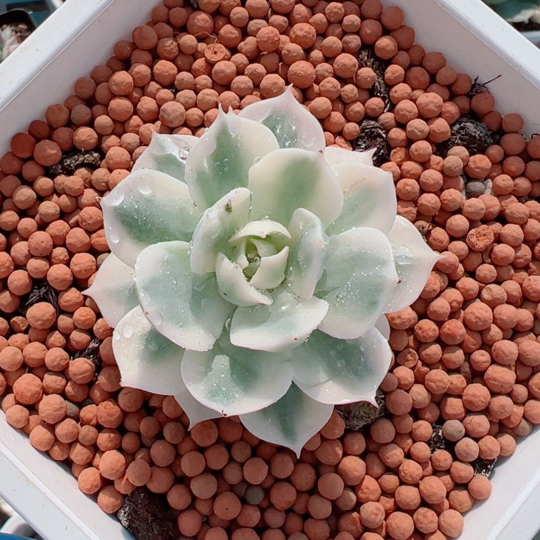 雪域锦，覆轮锦多肉植物