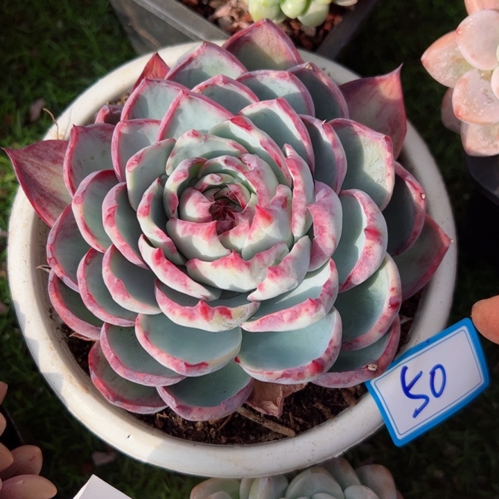 50惊鸿平平安安健健康康