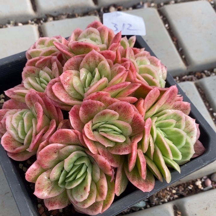 午***集不售后不脱土多肉植物盆栽花卉