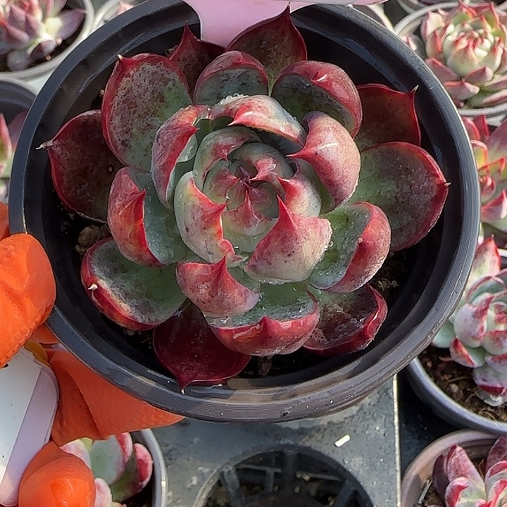 商***朝216 惊鸿仙子多肉植物7-9cm