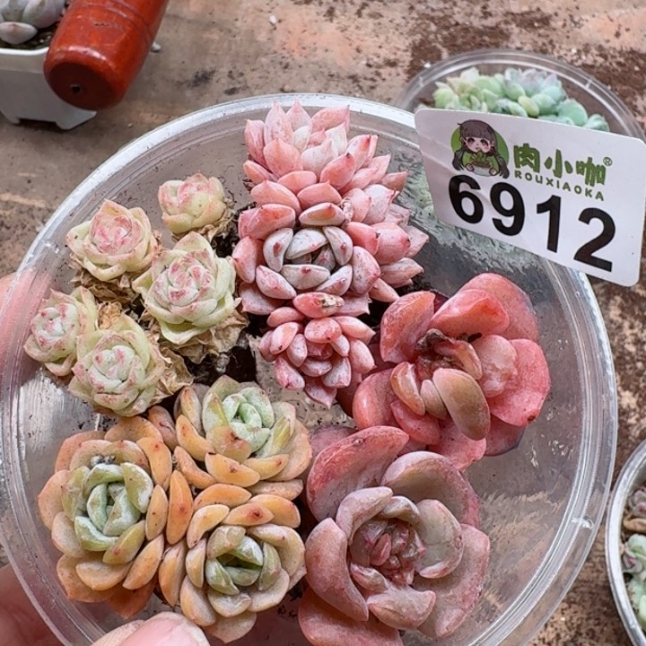 果*呀多肉植物多肉植物