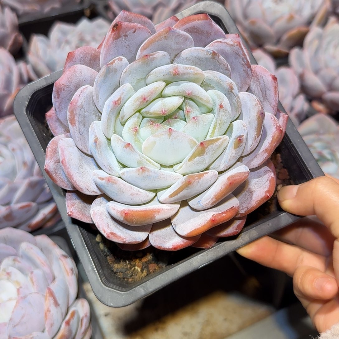 奶盖大单头15公分