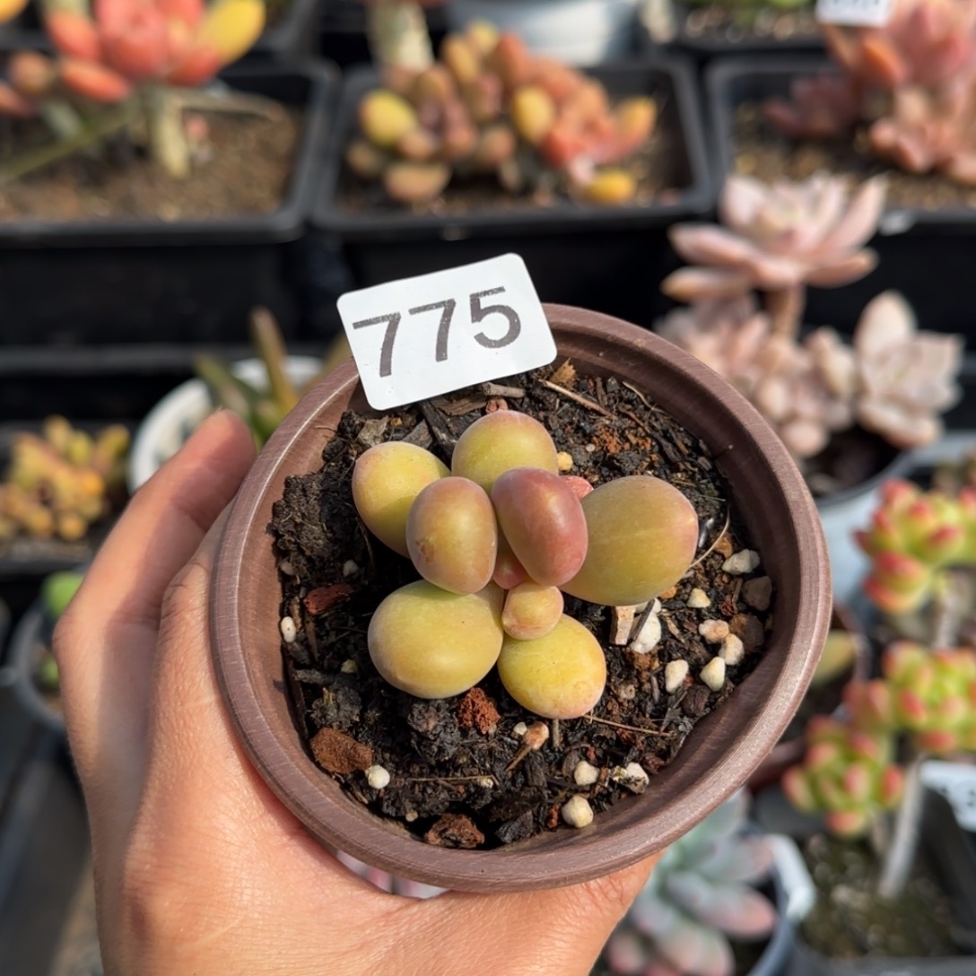 775号一物一拍一物一拍