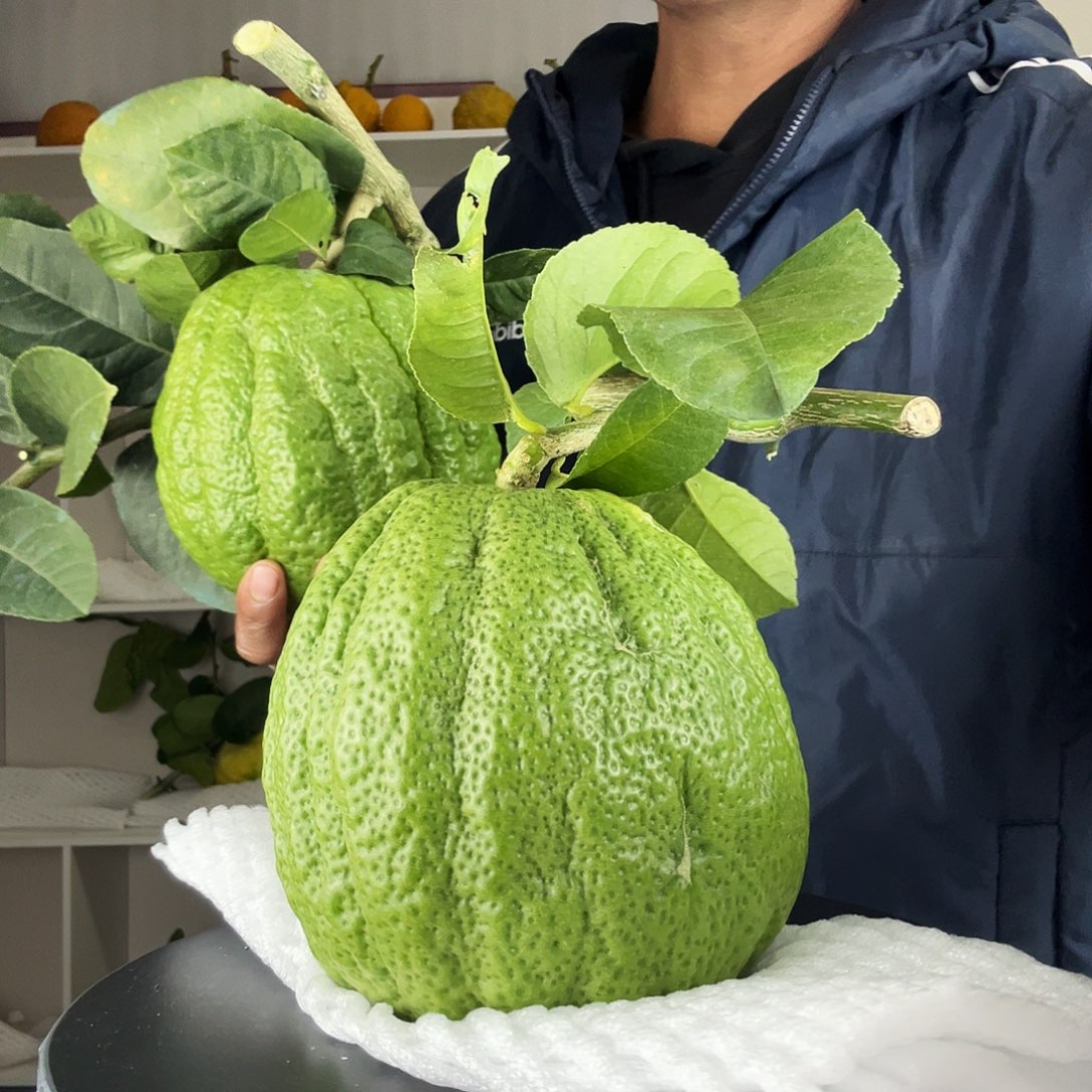 K***g香水柠檬云南高山大香橼