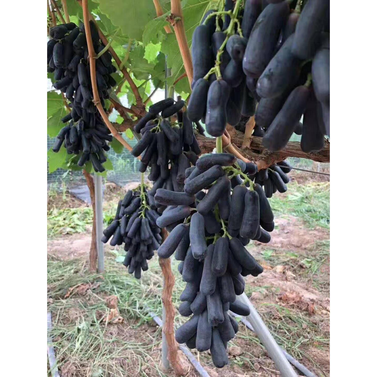 蓝宝石葡萄树苖盆栽地栽大苗爬藤果树南方北方种植果苗当年结果苗