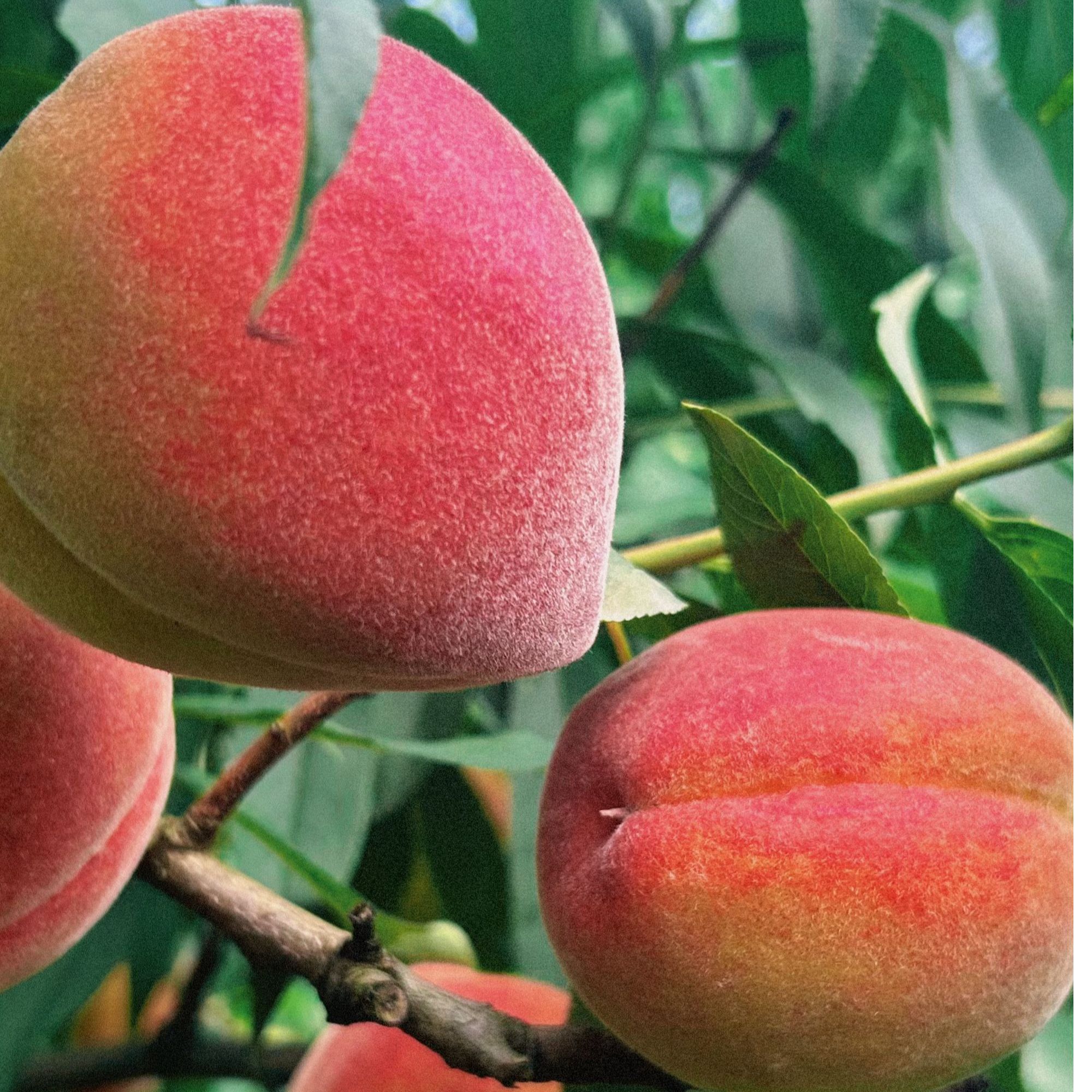 贵州乌江黄金蜜桃（果农现摘现发）皮薄肉厚脆甜口感