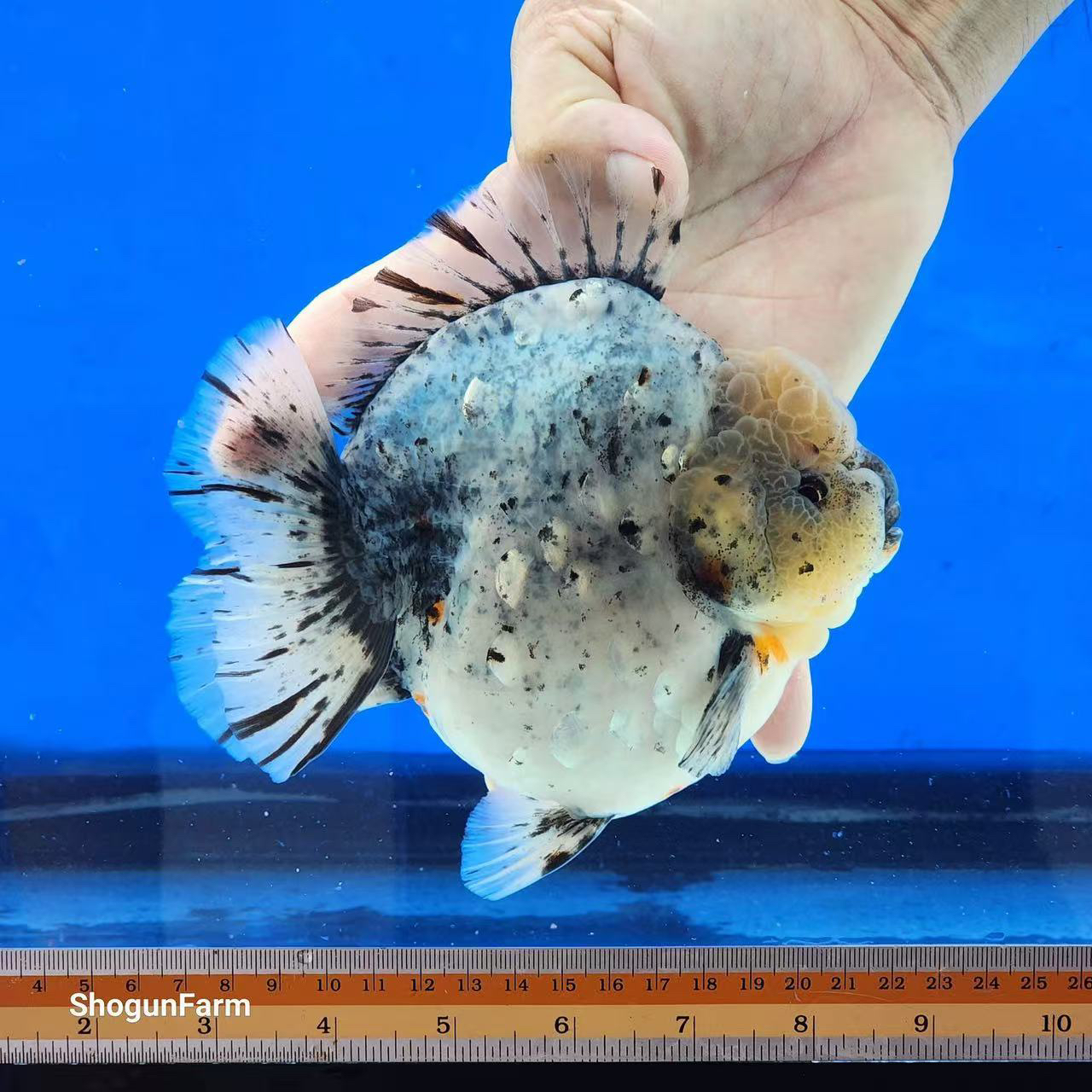 灭霸原泰金鱼（顺丰到付不包邮）