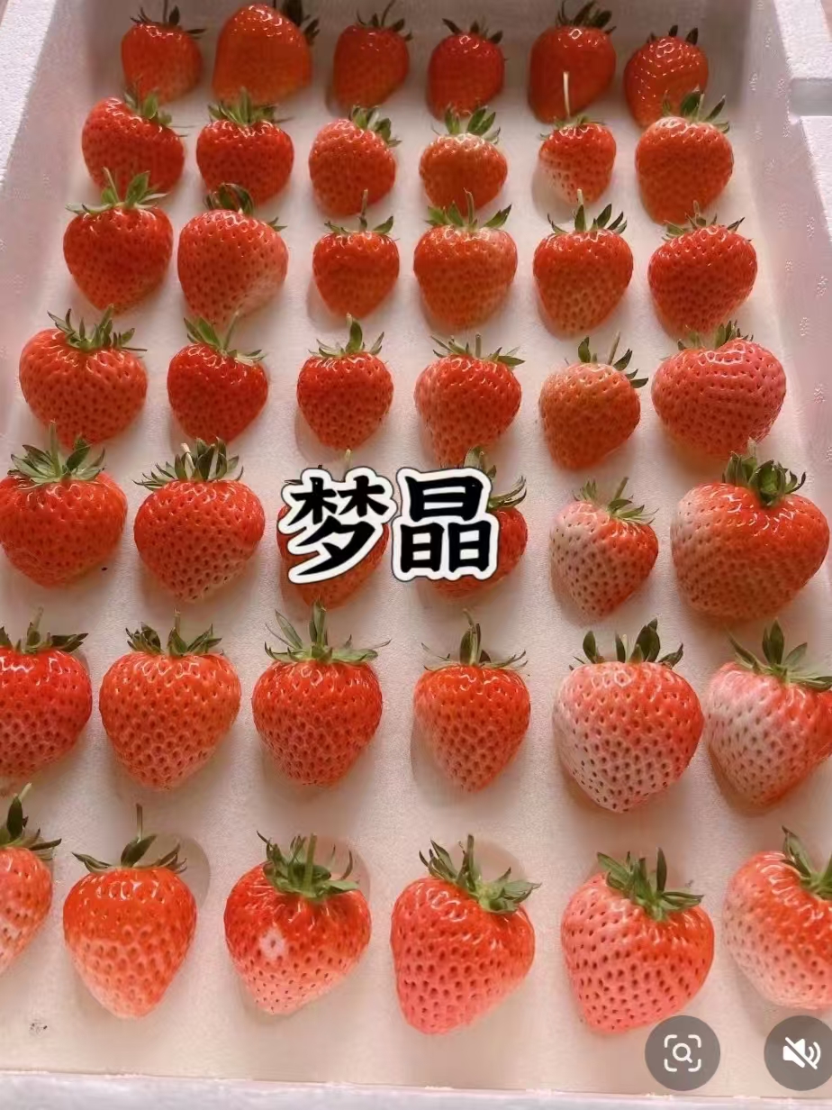 梦晶草莓盆栽 原盆原土 
