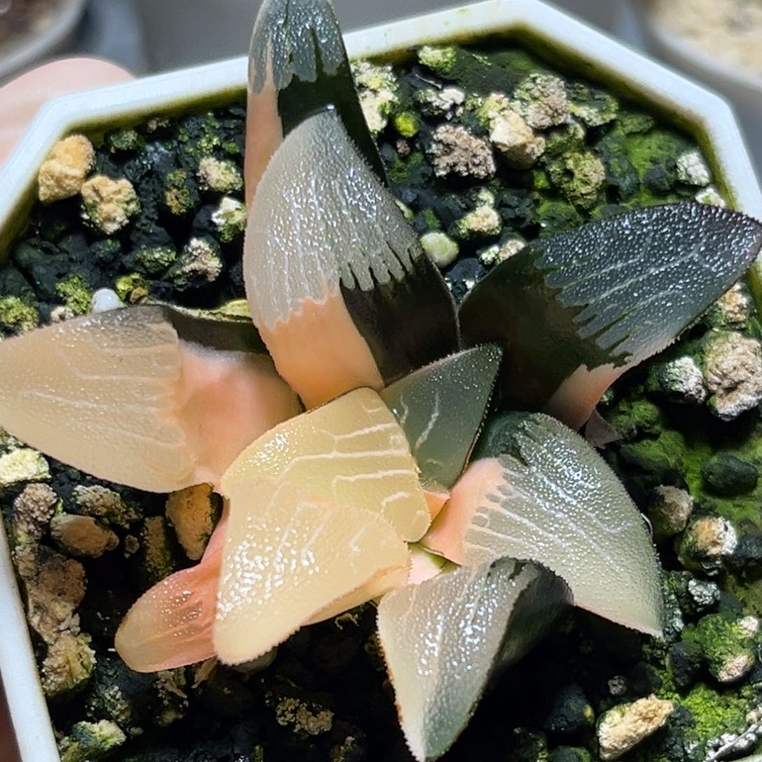 恭喜发财大吉大利804