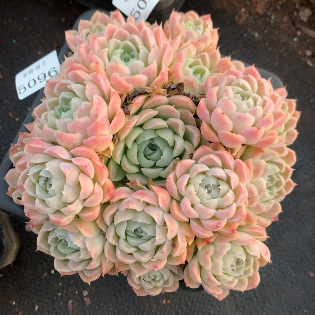 5096新年快乐发发发