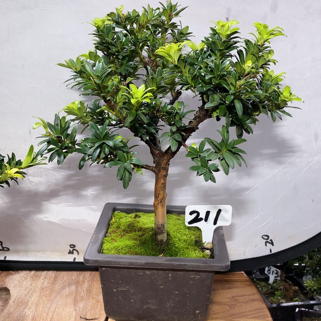荣***司以实际为准罗汉松珍珠211带盆