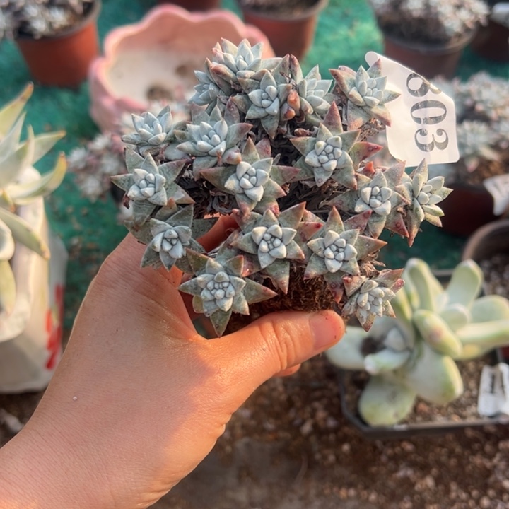 米***达803号白菊多肉植物老庄