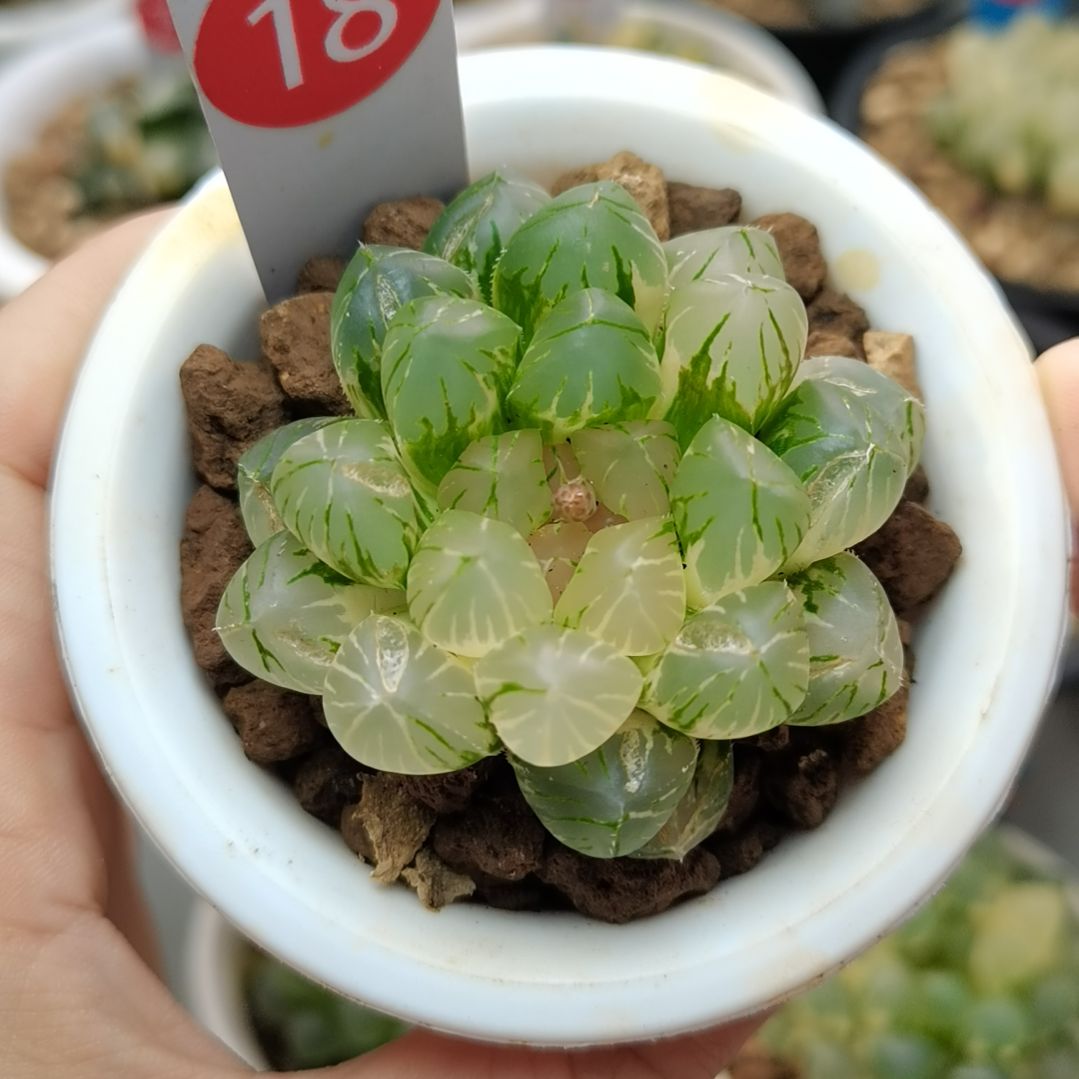 18号OM玉露锦一物一拍带盆土发货