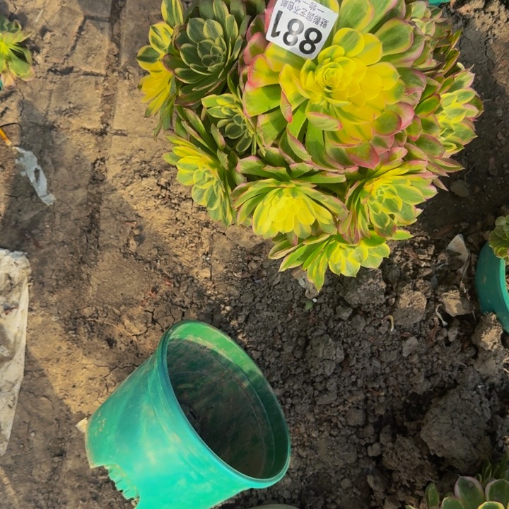海王花27-12包邮花花