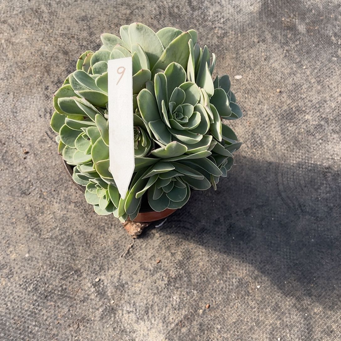 山地玫瑰一物一拍拖土发9号，不包段侧芽