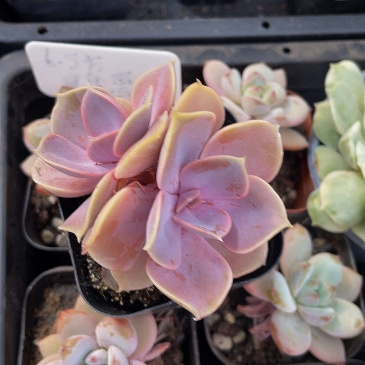 双头紫珍珠带盆土发