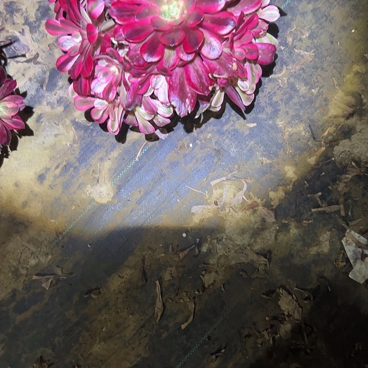 多肉法师植物链接3