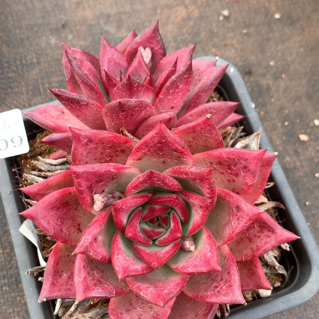 2509杂交多肉植物基地