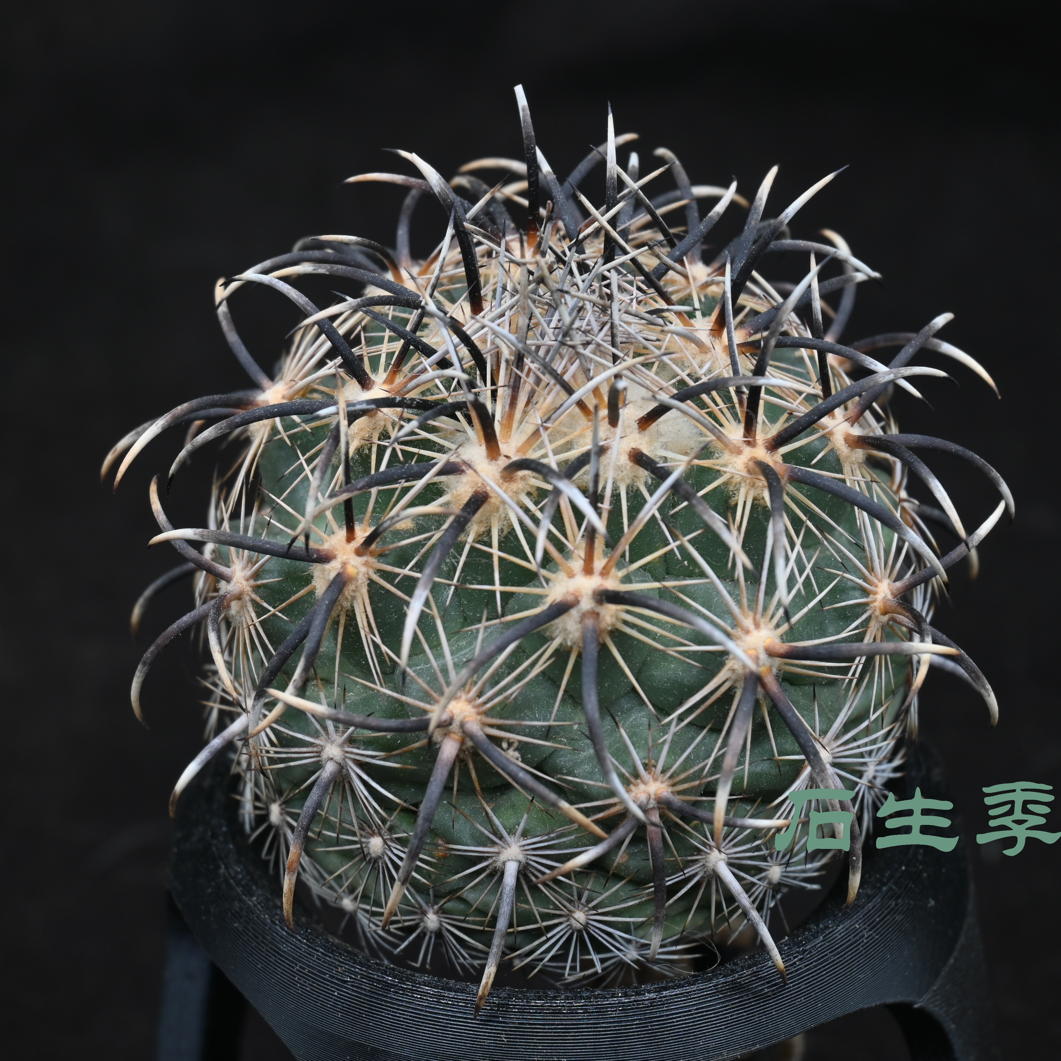 Coryphantha kracikii EI Portento凤舞母本株 7中刺 不含刺7.5cm
