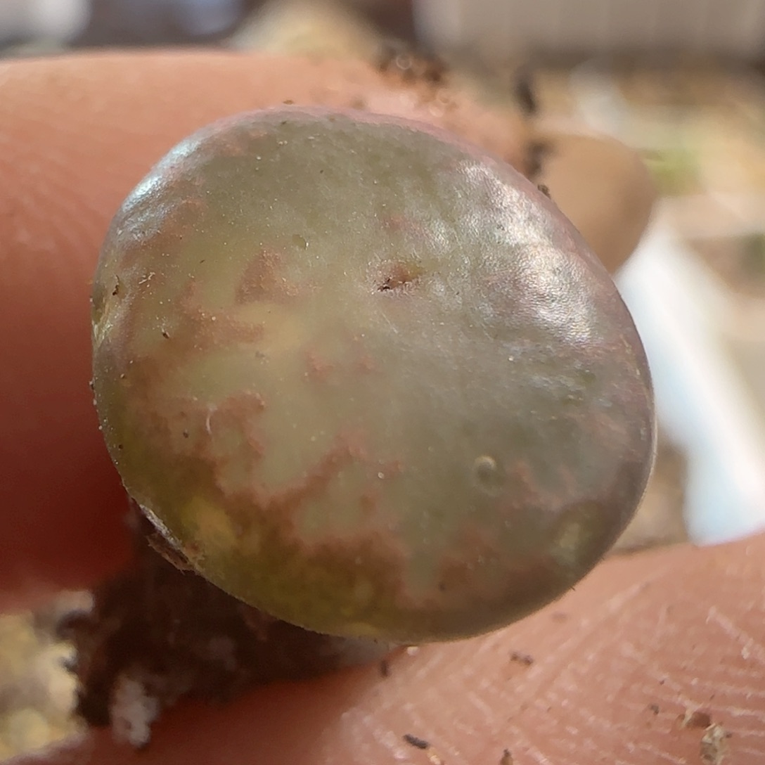 精品全窗 勋章。