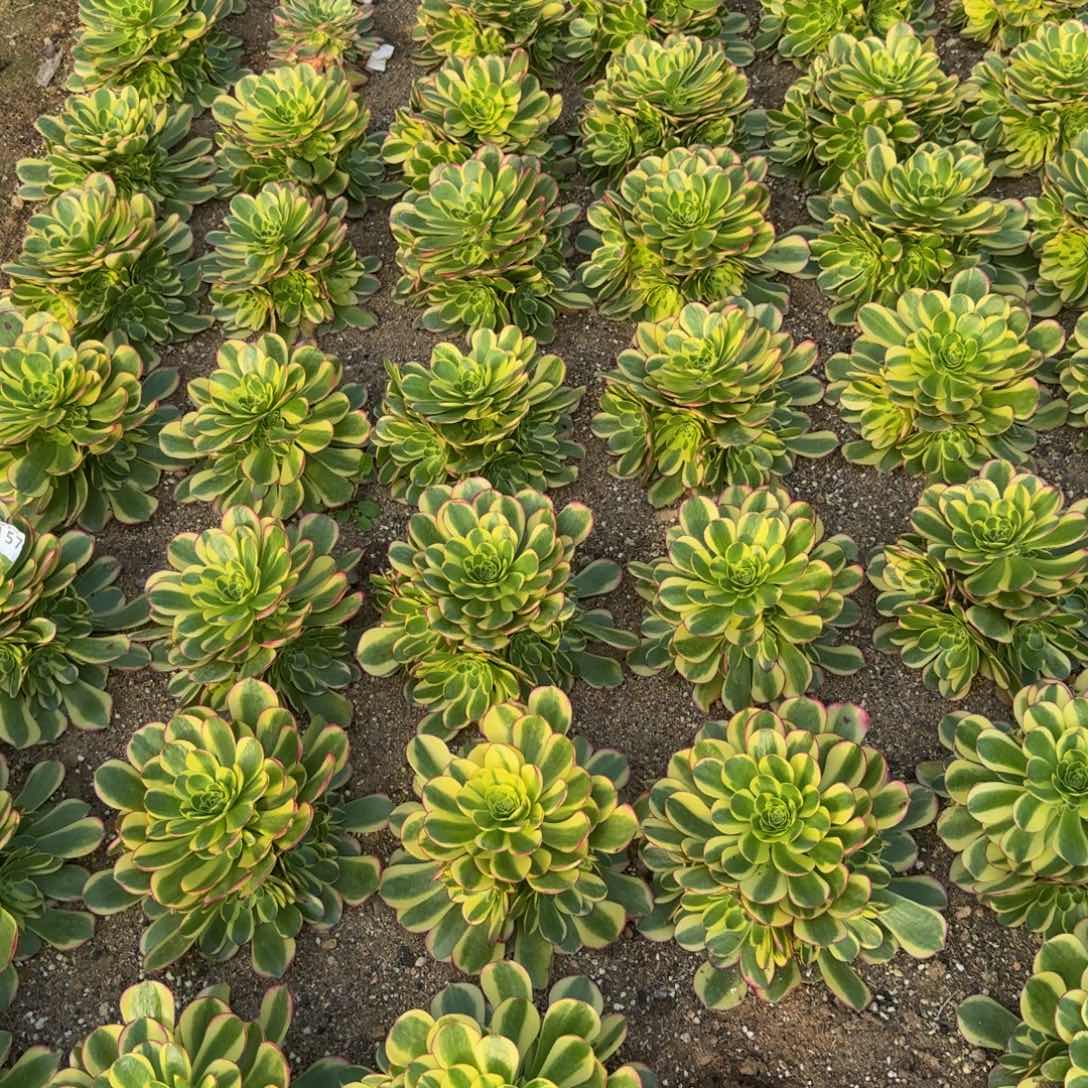 奶白量拍。 多肉植物的