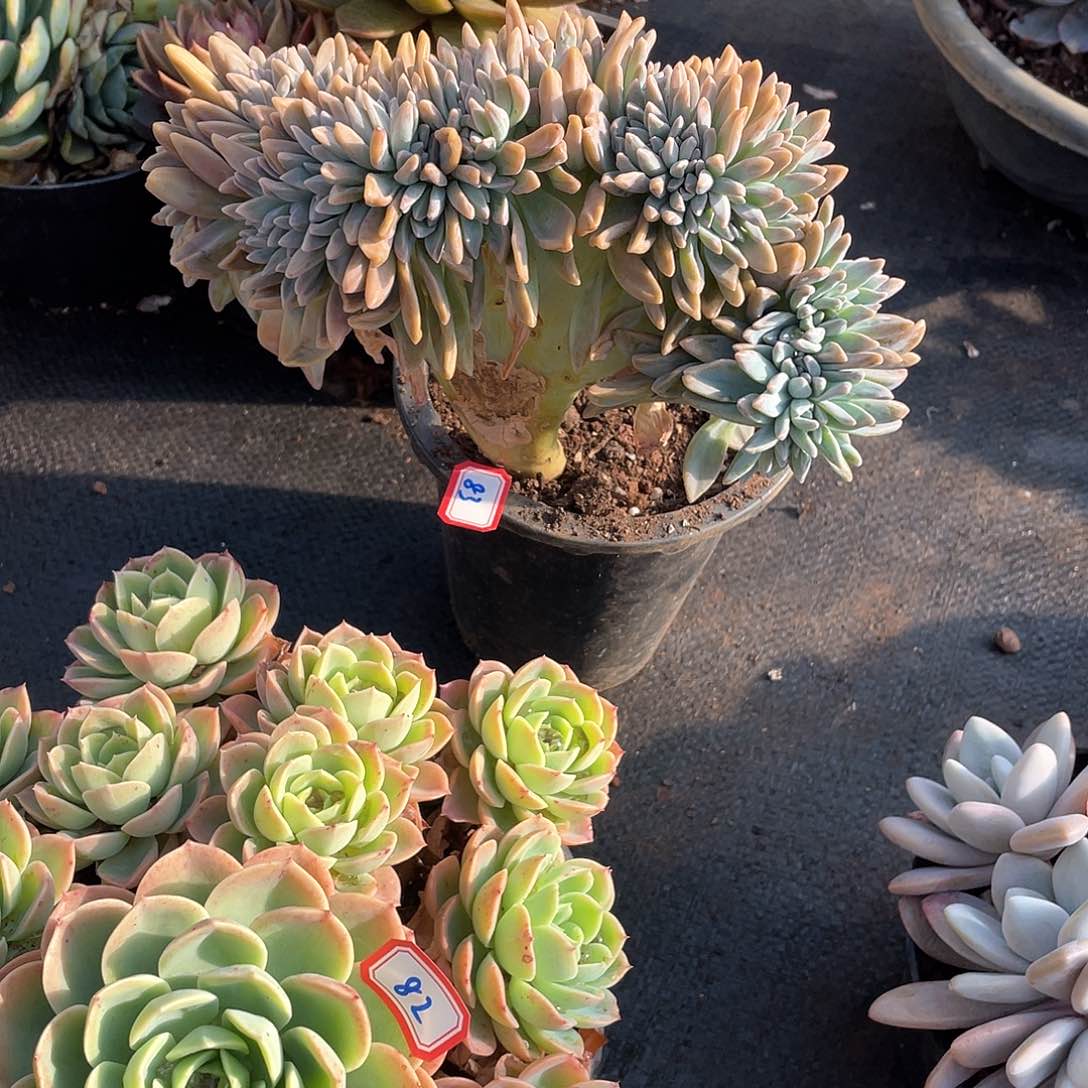 83淡雪缀 一物一拍多肉