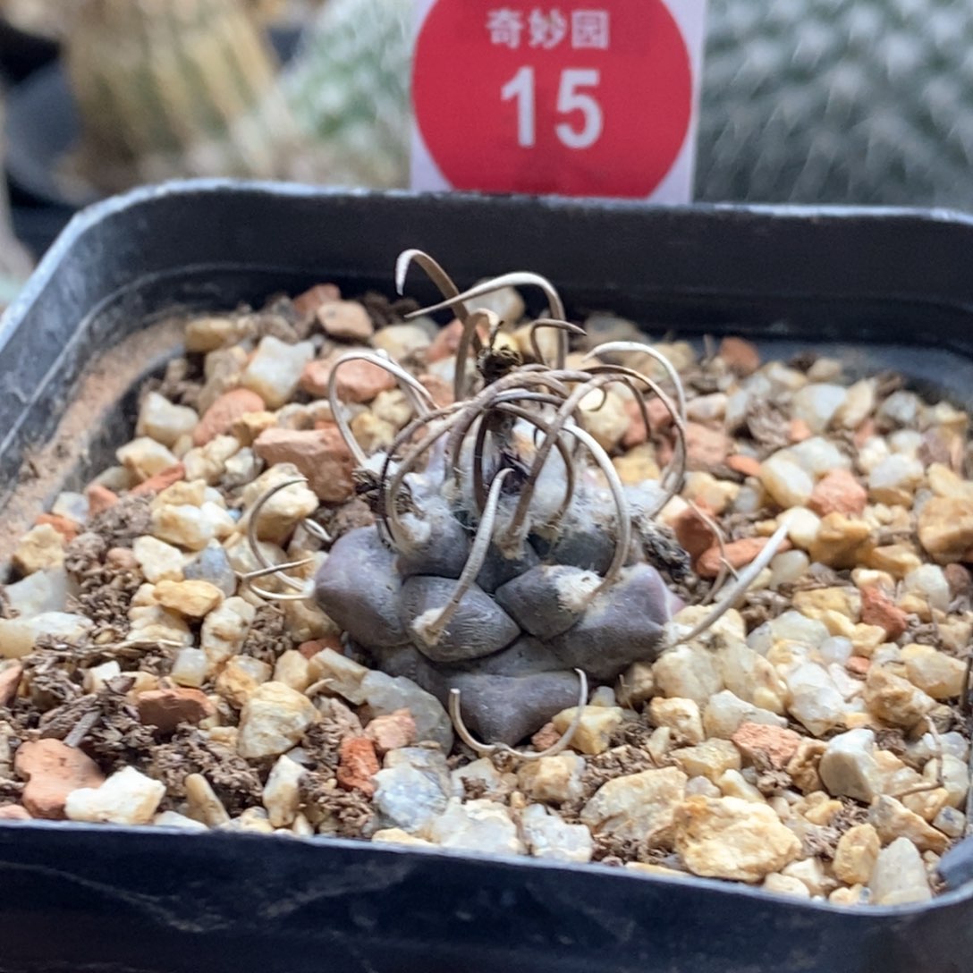 实生特选雪顶牙城丸2.5cm