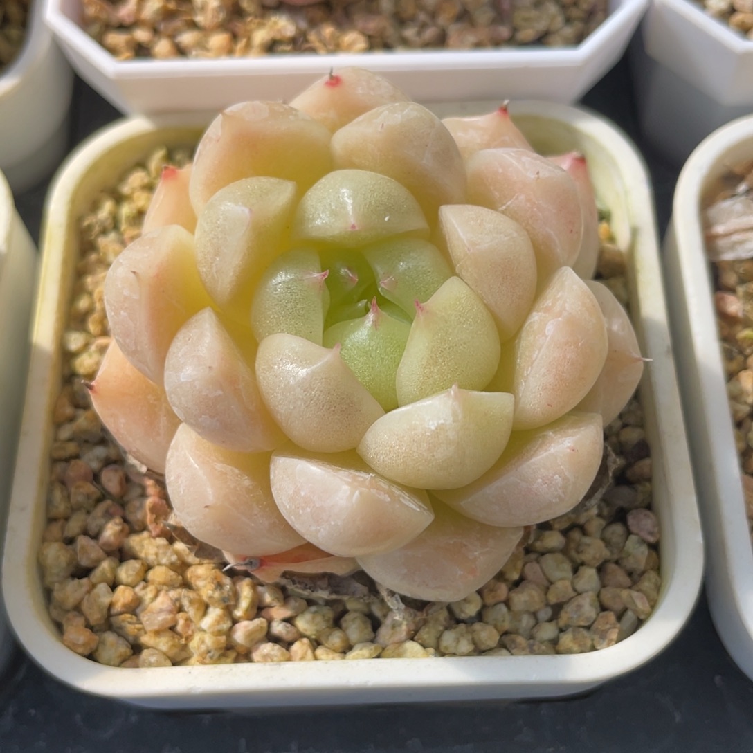 差****S优选麦杆群生不包整1838