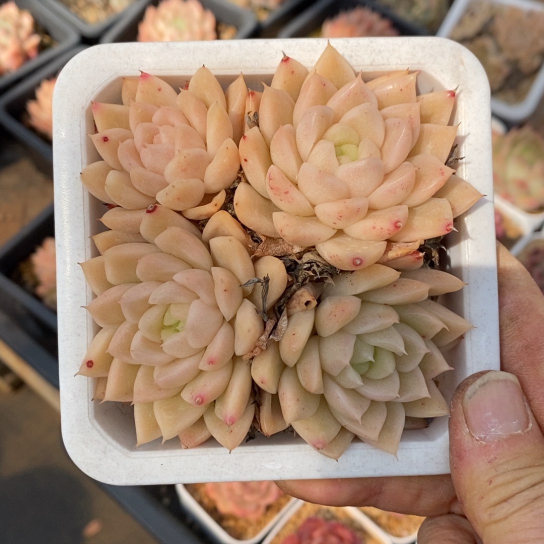 精品多肉一物一拍不包整86