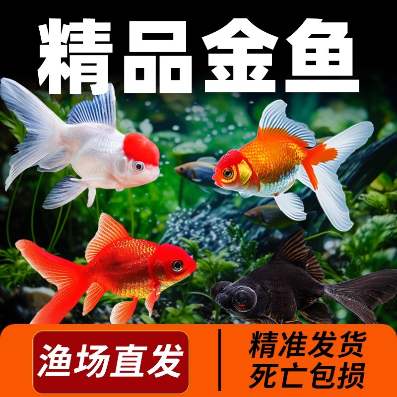 【精品国粹】鸿运当头红鱼苗冷水鱼龙睛淡水鱼闯缸鱼宠物鱼