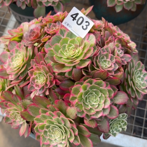 403莲花23厘米左右妖桩