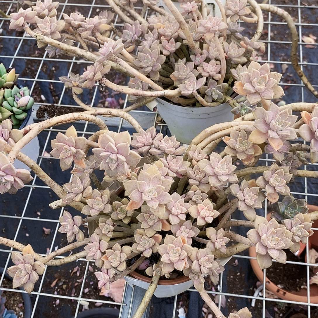阿伦培多头群生老桩