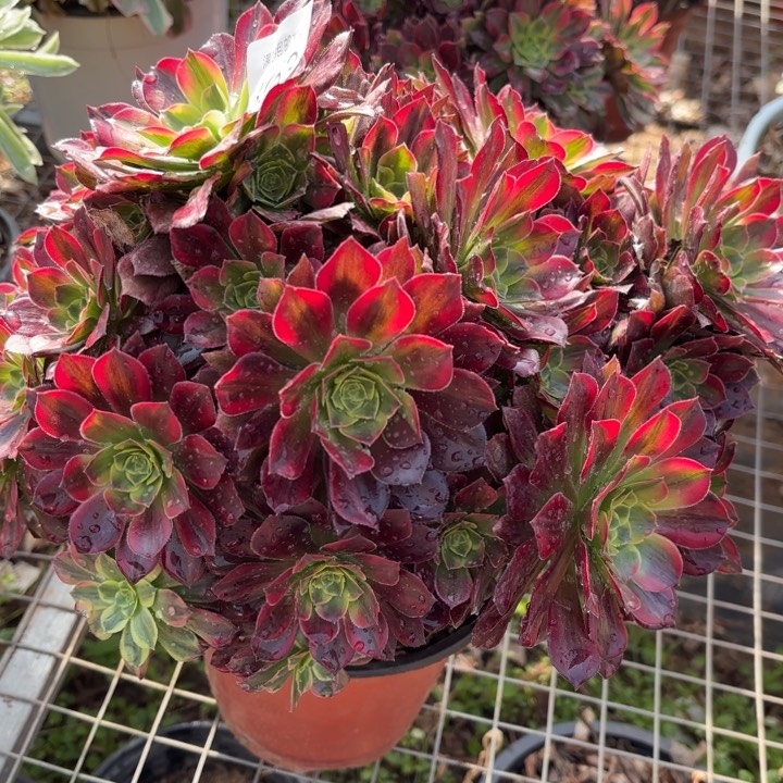 安娜锦多肉法师3053