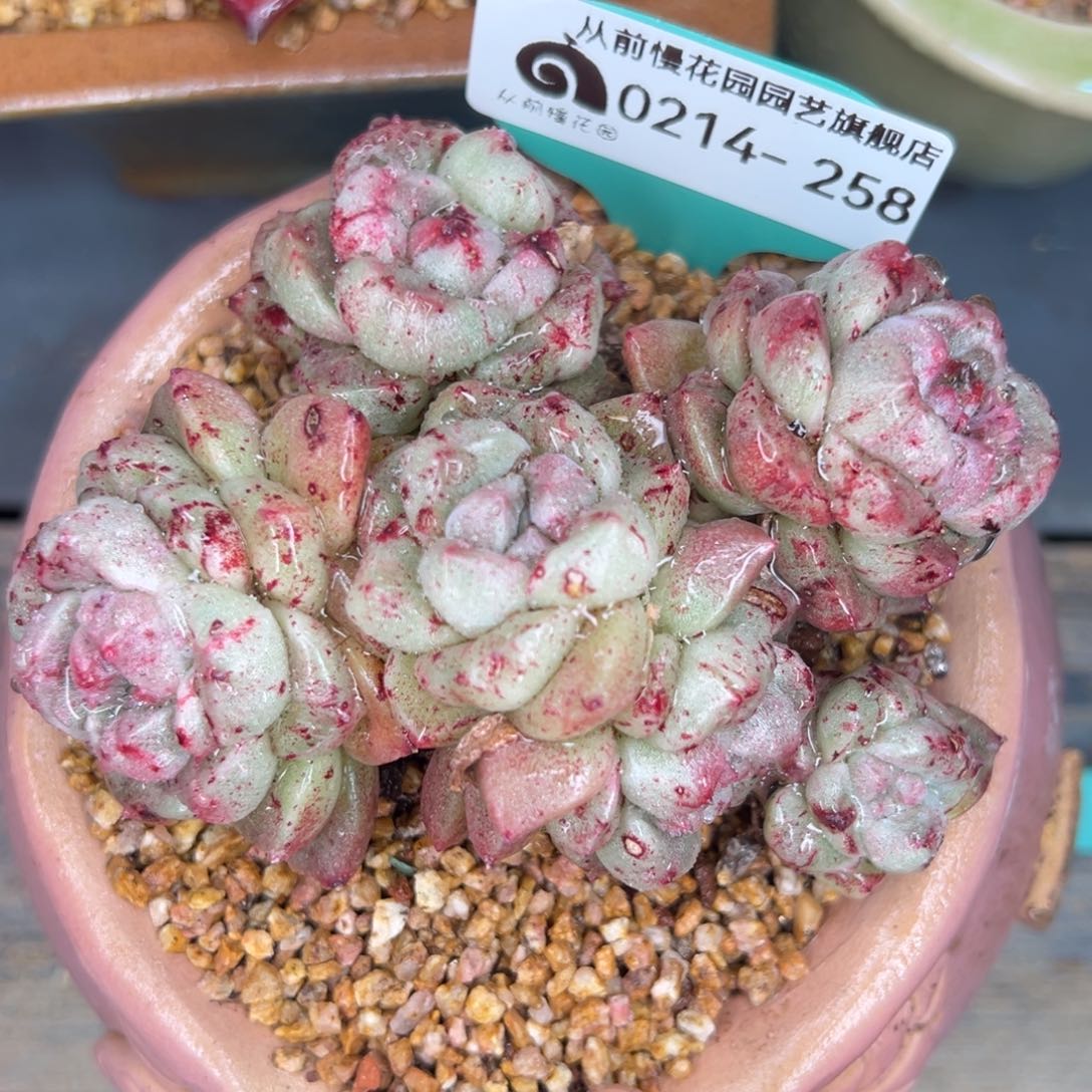 从前慢多肉精选编号0214.258