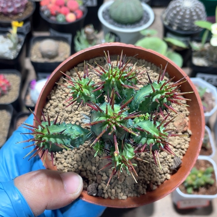 828大红刺麒麟多头