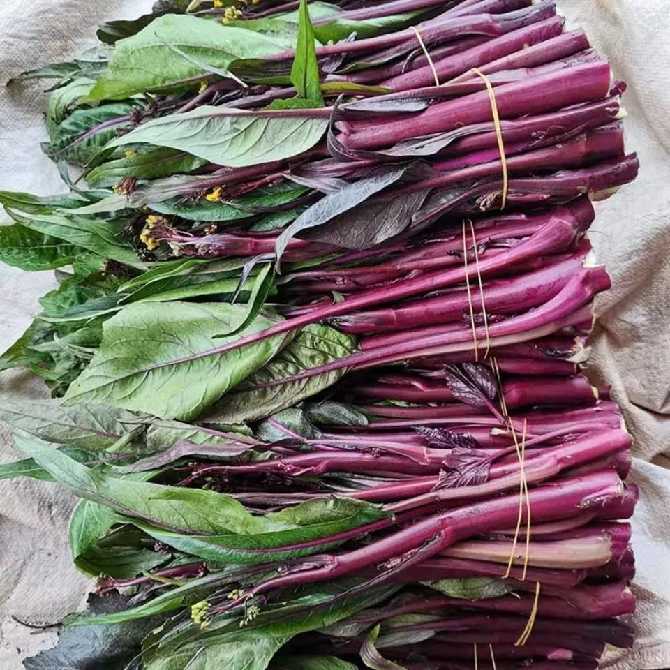 农家种植新鲜红菜苔蔬菜