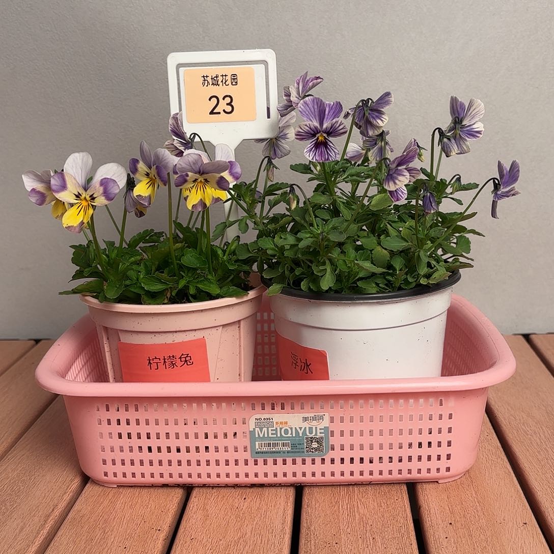 大部分开放少量花苞23