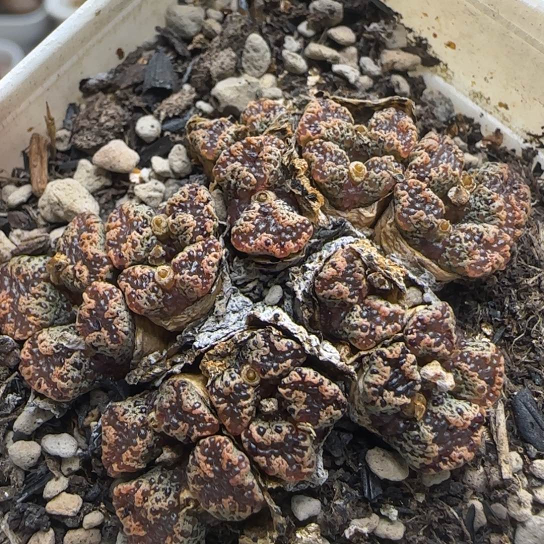 漂漂亮亮多肉植物874